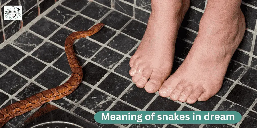 Exploring the Biblical Meaning of Snakes in a Dreams 
