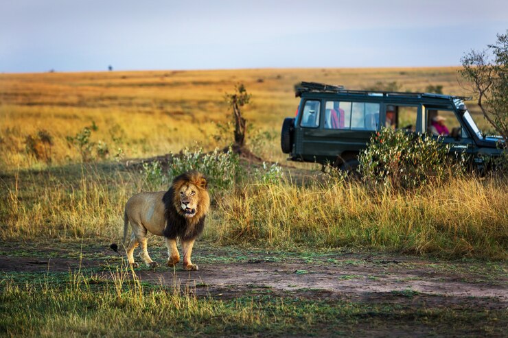 Discover the Wild: Planning Your Ultimate Africa Safari Trip