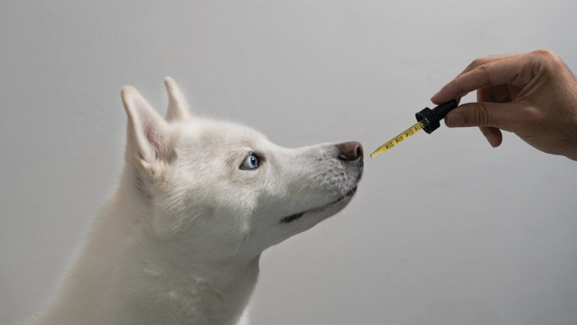 The Increasing Popularity of Cannabidiol for Pet Health
