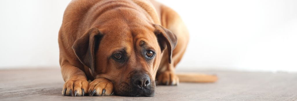 Mental Health of Dogs: Recognizing and Addressing Anxiety and Depression in Pets
