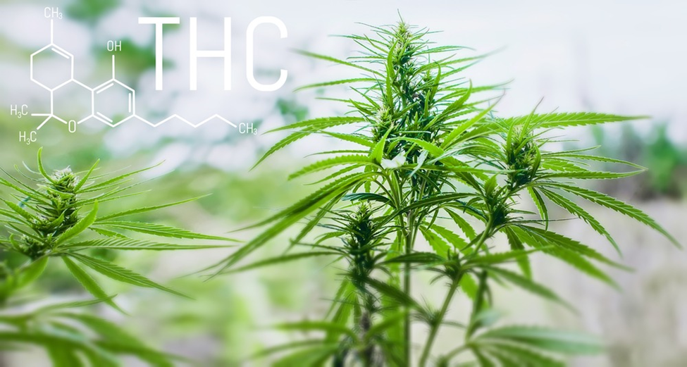 Comparing the Side Effects of THC and THCa