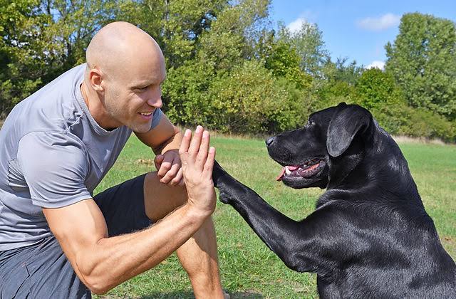 The Power of Pawsitive Ways to Train Your Pup